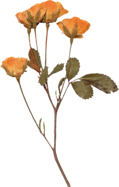 Pressed golden poppies